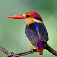 Kingfisher Bird Wallpapers