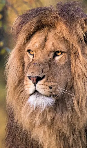Lion Wallpaper HD Screenshot 1