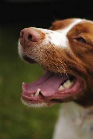 Brittany Dog Wallpapers Screenshot 1