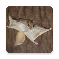 Flying Squirrel Sound Collections ~ Sclip.app