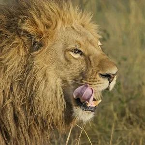 Lion Sounds Screenshot 3