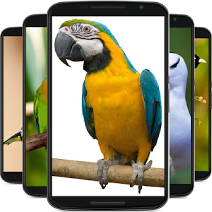 birds wallpaper Screenshot 0