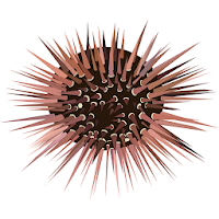 Sea urchins