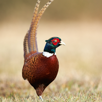 Pheasant bird sounds