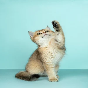 Cat Wallpapers Screenshot 0