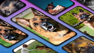 German shepherd dogs wallpaper Screenshot 0