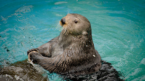 Sea Otter Sounds Screenshot 3