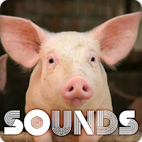 Pig Sound Ringtones