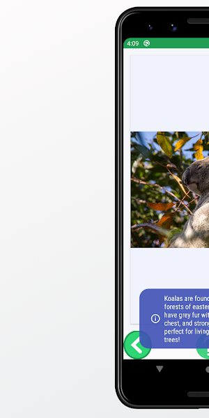 Koala Images and Facts Screenshot 2