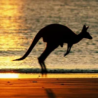 Kangaroo Wallpapers