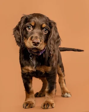 Springer Spaniel Dog Wallpaper Screenshot 3