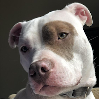 Pit Bull Wallpaper HD 4K