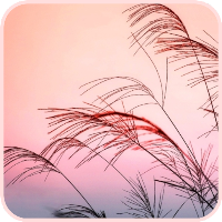Pastel Wallpapers