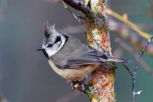 Titmouse Bird Wallpapers Screenshot 3