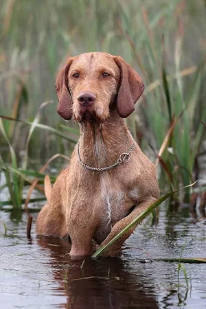 Vizsla Dog Wallpapers Screenshot 3