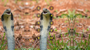 King Cobra Snake Soundboard Screenshot 3