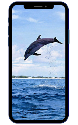 Dolphin Wallpapers Screenshot 3