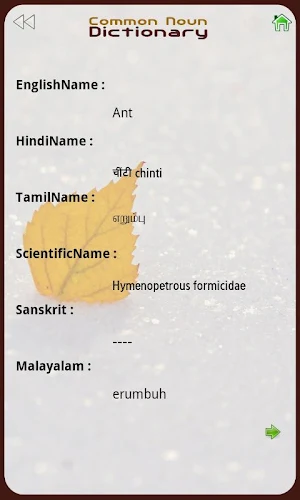 The Common Noun Dictionary Screenshot 2