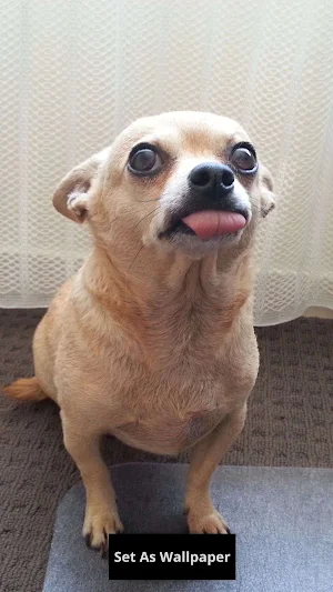 Chihuahua wallpaper Screenshot 0