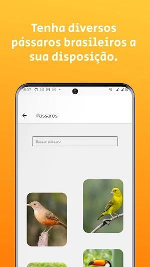Cantos de pássaros brasileiros Screenshot 0