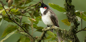 Red-whiskered Bulbul Sounds Screenshot 1