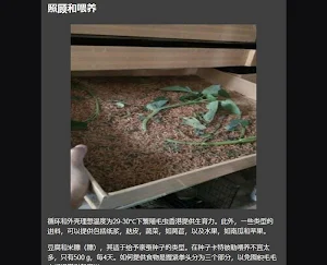 silkworm cultivation hongkong Screenshot 2