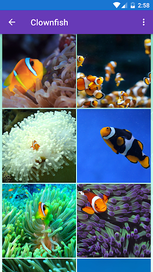 Clownfish, Coral, Sea Life, Underwater Wallpapers Screenshot 0