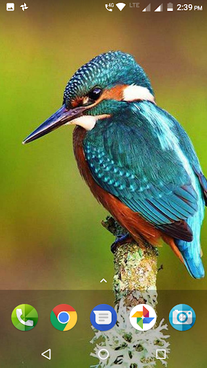 Kingfisher Bird Wallpaper Screenshot 2