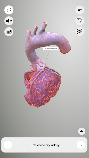 3D Heart Anatomy Screenshot 3