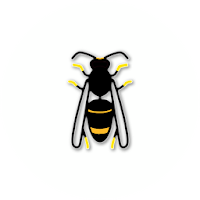 Asian Hornet Watch