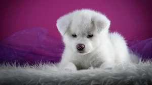 Akita Inu Dog Wallpaper HD Screenshot 1