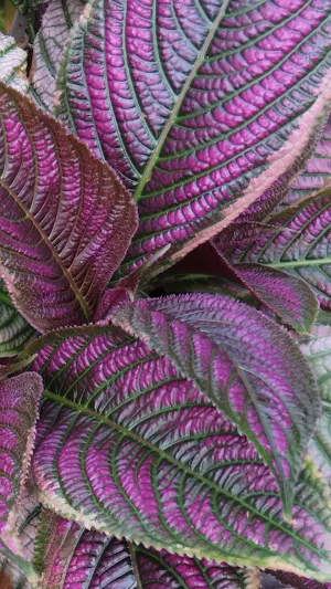 Persian Shield Wallpapers Screenshot 2
