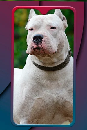 Fondos de Dogo argentino Screenshot 3