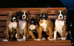 Boxer Dog Wallpapers Screenshot 1