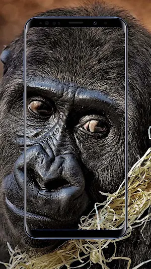 Gorilla Wallpapers Screenshot 2
