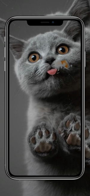 خلفيات قطط كيوت Screenshot 1