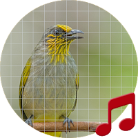 Stripe-throated Bulbul bird Sounds ~ Sboard.pro