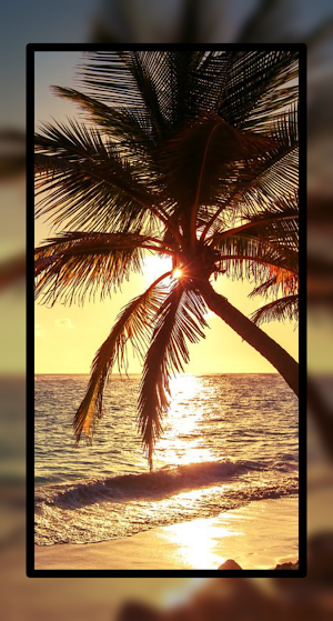 Palm Tree Wallpaper HD Beach Screenshot 2