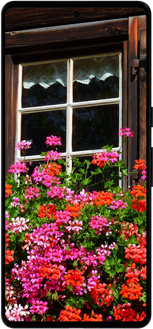 Geranium Flower Wallpapers Screenshot 2
