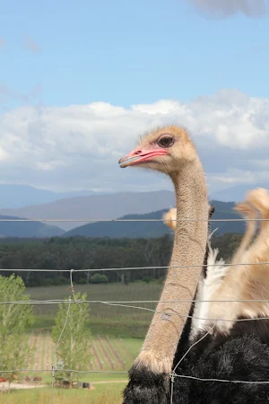 Ostrich Wallpaper HD Screenshot 3
