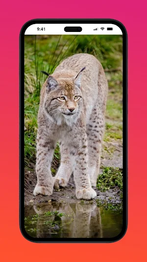 Animal Wallpapers Screenshot 3