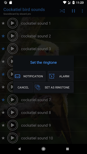 Cockatiel Sounds ~ Sboard.pro Screenshot 3