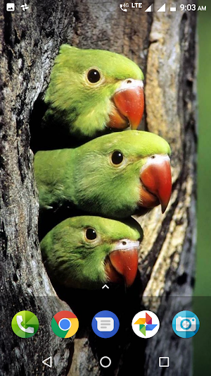 Parrot Wallpaper Hd Screenshot 2