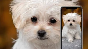 Animal Wallpapers Screenshot 1