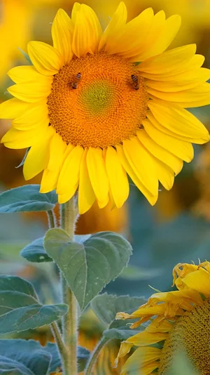 sunflower aesthetic wallpaper Screenshot 0