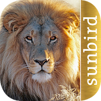 Golden Safari Guide