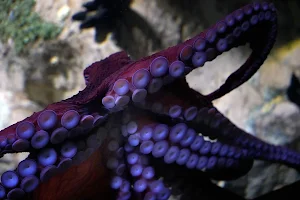Octopuses Basic Infos Screenshot 2