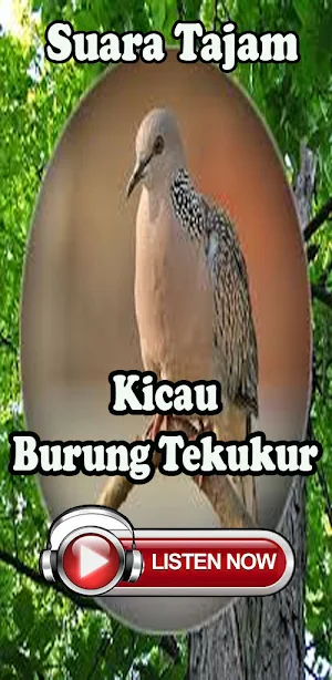 Pemikat Ampuh Suara Tekukur Screenshot 3