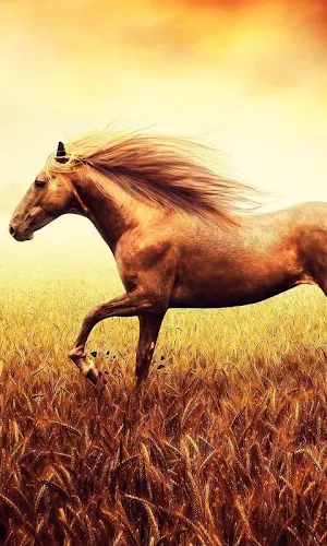 Run Live HD Wallpapers Screenshot 1