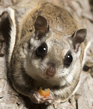 Flying squirrel sounds ~ Sboard.pro Screenshot 0